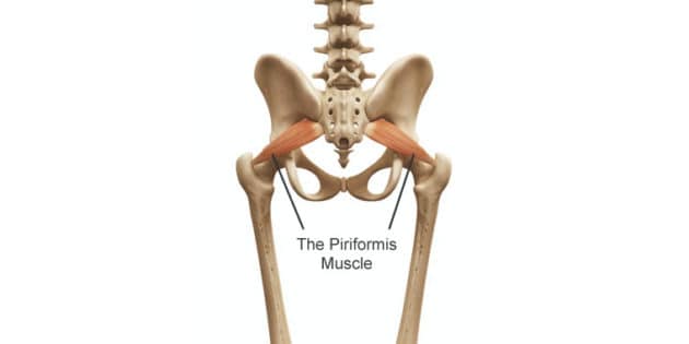 Piriformis Muscle